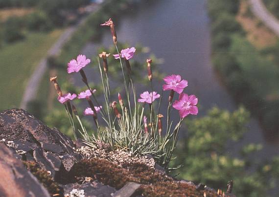 hvozdk siv (Dianthus gratianopolitanus)