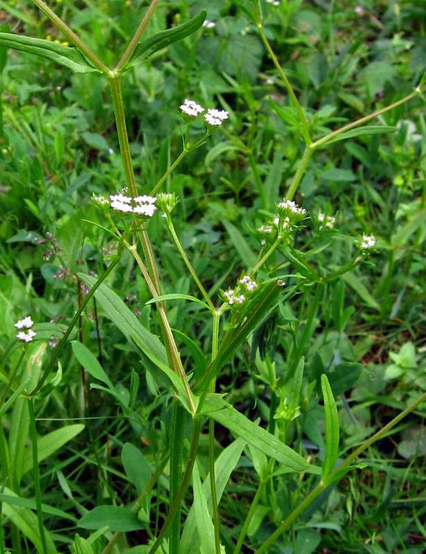 kozlek zubat (Valerianella dentata)
