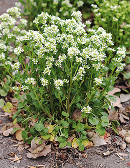 link lkask (Cochlearia officinalis)