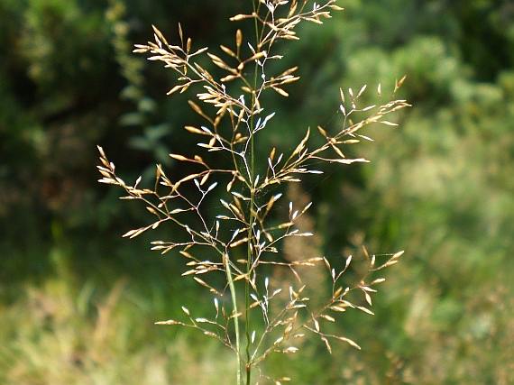 psineek obecn
(Agrostis capillaris)